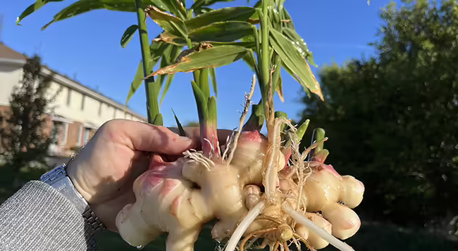 a freshly harvested baby ginger rhizome with stems and leaves attached held up in the air