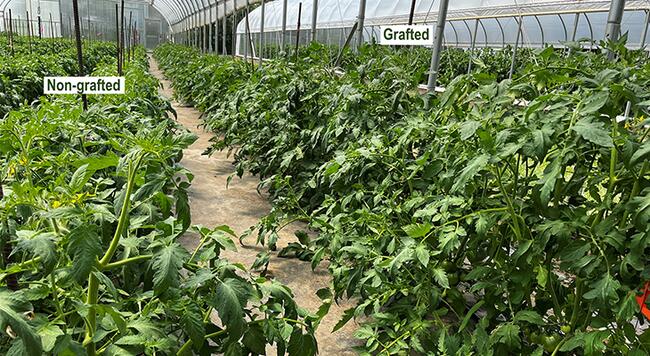 tomato plants growing inside a high tunnel