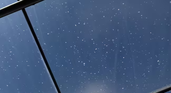 Hundreds of white dimples on clear plastic stretched over a high tunnel caused by the impact of hail.