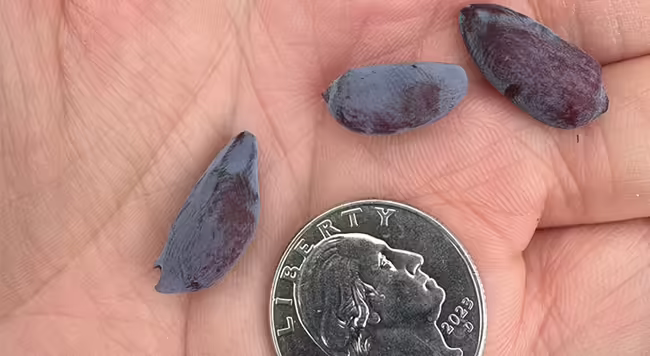 A hand holding a quarter with three purple blue oval shaped fruit each smaller than the coin