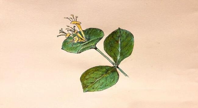 Hand drawn image of honeysuckle, green leaves and small yellow flowers