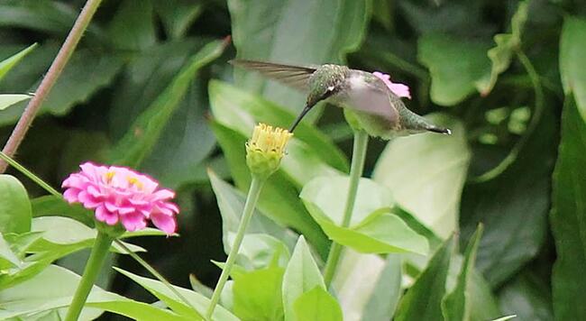 humming bird feeding from zinnias
