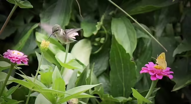 hummingbird at a zinnia flower