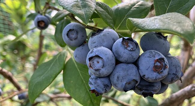 ‘Duke’ Blueberries ready for harvest
