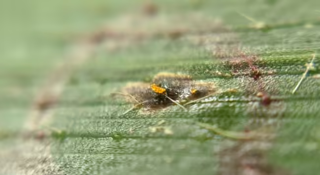 corn tar spot