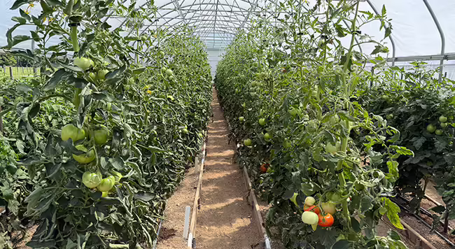 rows of tomato plants in high tunnel