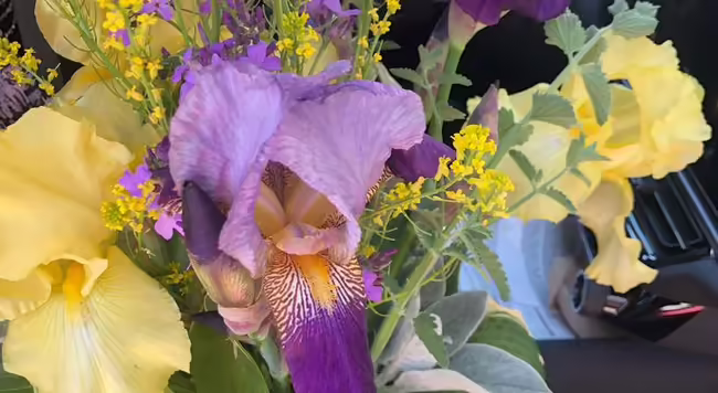 purple and yellow iris