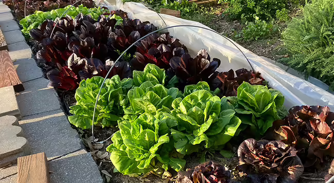 different lettuces growing in a garden plot