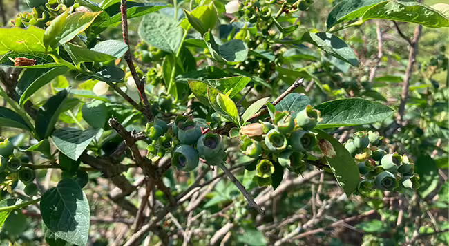 blueberry bush with green leaves and small unripe fruit