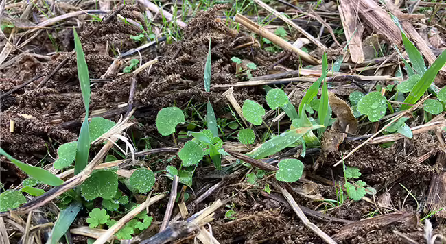 close up of young cover crop seedlings growing in a field