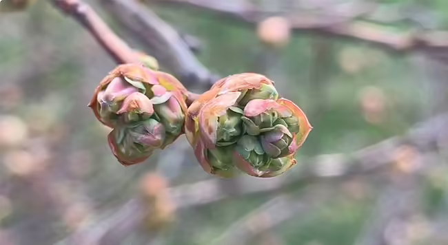 blueberry flower bud opening