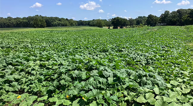 field of health dark green pumpkin plants