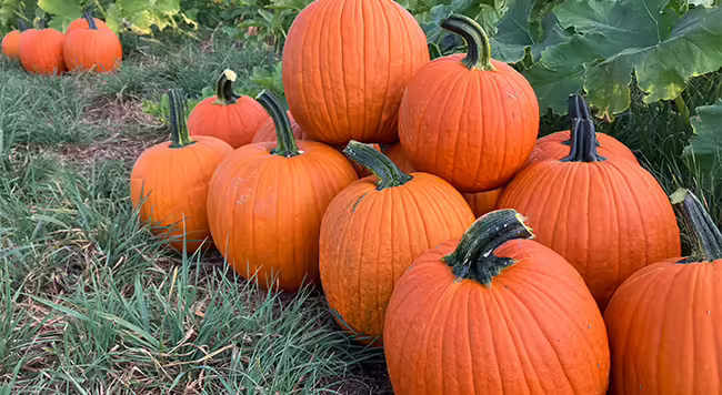 group of orange pumpkins in field beside green plants