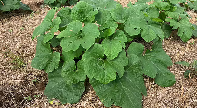 pumpkin plant with many large green leaves