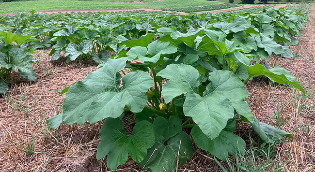 rows of green pumpkin plants in a field