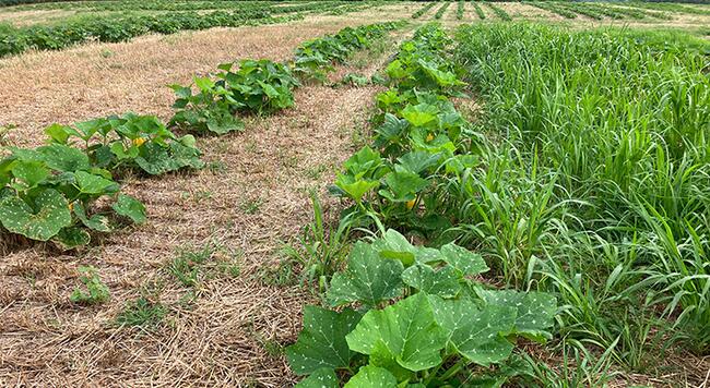 field of pumpkin plants in rows with grass weeds
