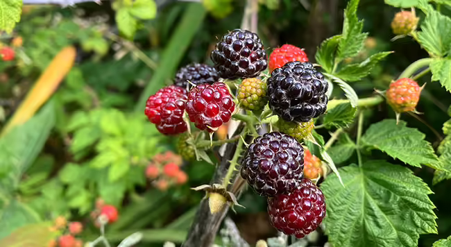black and red raspberry fruits on a plant