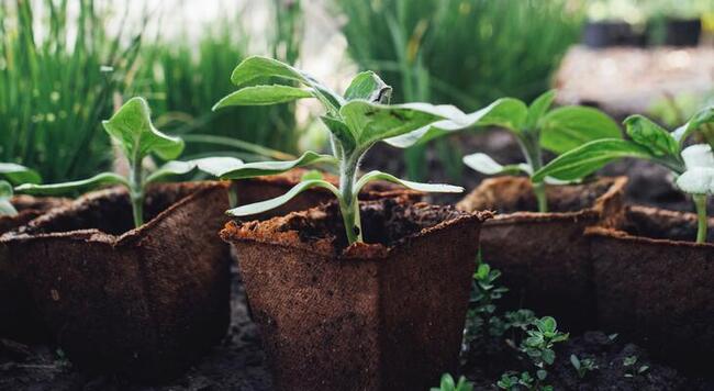 squash seedlings in peat pots against a blurred background of green chives