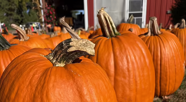 A group of pumpkins in a row