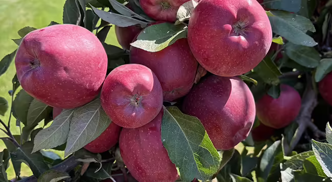 lots of red apples hanging on limbs of tree