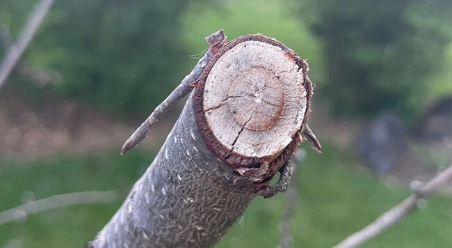 cross section of a pruned tree limb