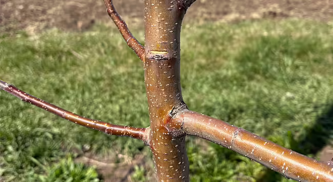 main trunk of young apple tree