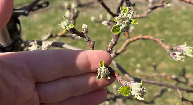 a person's hand touching apple buds on a tree