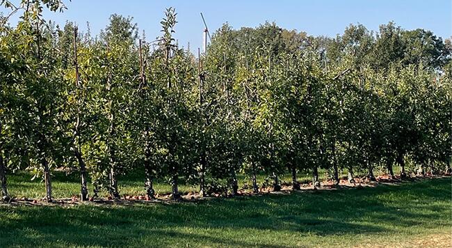 row of apple trees in an orchard