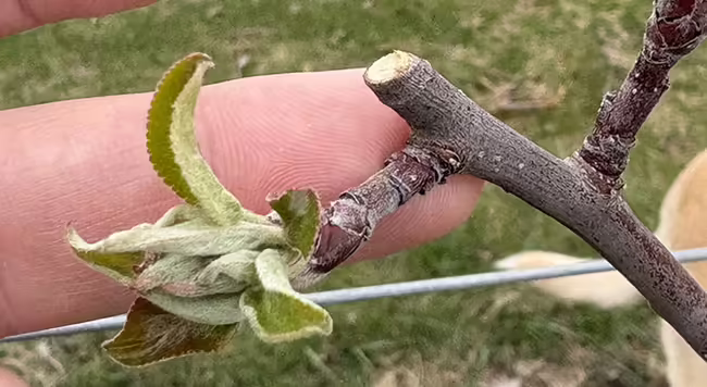 A finger holding a branch with green leaves emerging from fruit bud