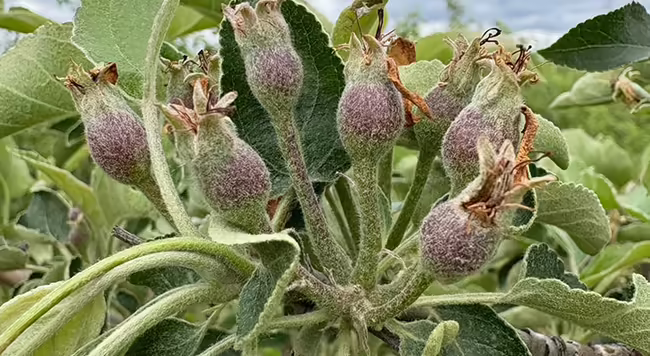 A close up of cluster of seven apple fruits just starting to size