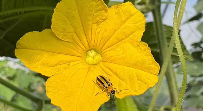 black and yellow striped insect on a yellow cucumber flower