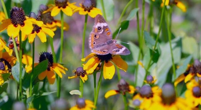 Picture of native plant Black-eyed Susan with butterfly