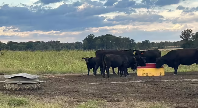 cattle drinking from an automatic waterer