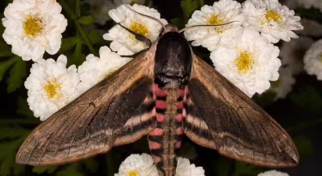 sphinx moth
