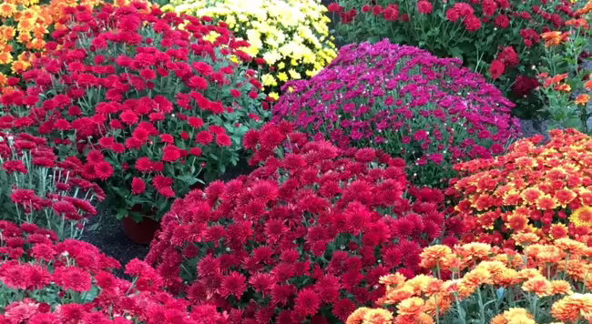 colorful mums and asters in bloom