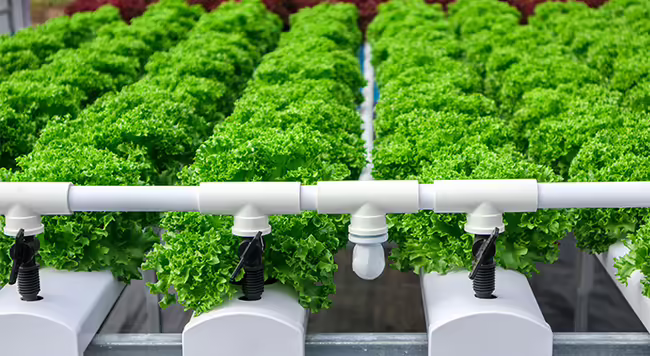 green head lettuce growing hydroponically in white gutters inside a greenhouse