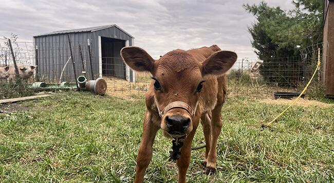 a newly born brown calf stares at the camera