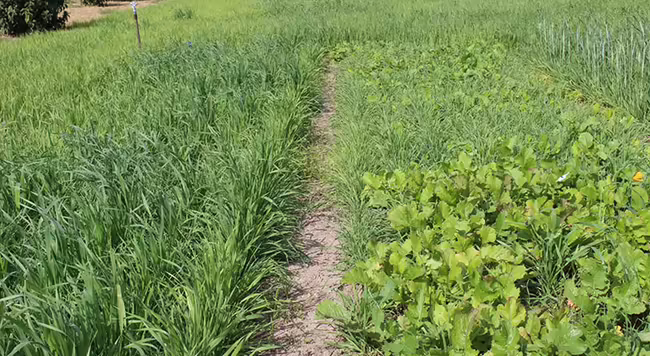 Field of Forages