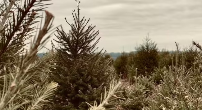 evergreen tree in field