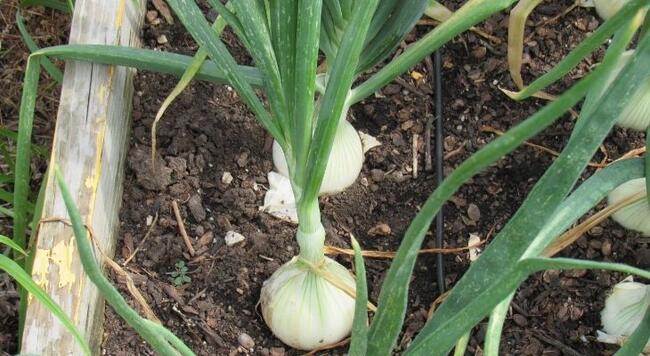White onions with green tops growing in a raised bed.