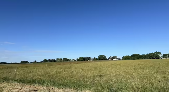 mature grass in a pasture