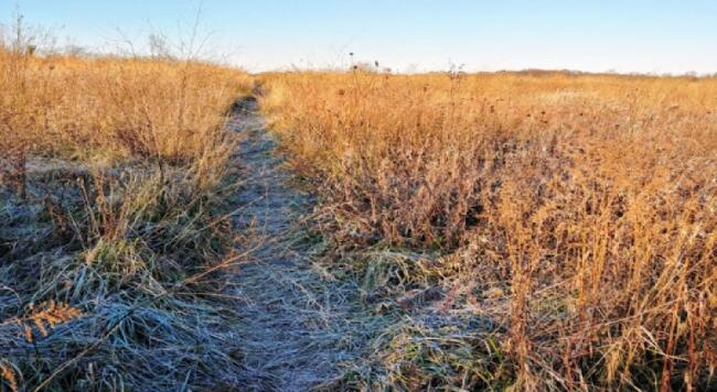 Path through prairie grass
