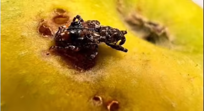 A close up of a bug on a yellow surface
