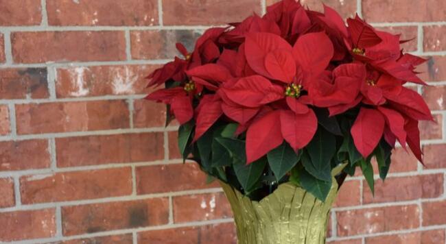 A red and green Poinsettia against a brick wall