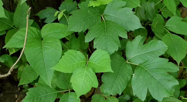 four poison ivy leaves showing leaf variability in shape and color
