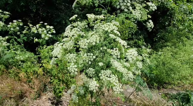 poison hemlock flowers