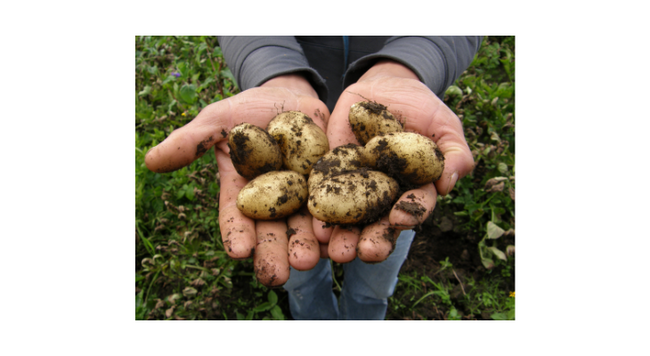 potatoes fresh from the garden with dirt 