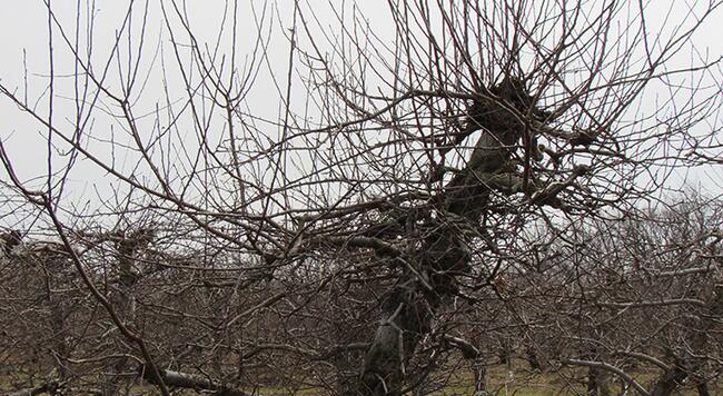 an overgrown established apple tree in need of pruning