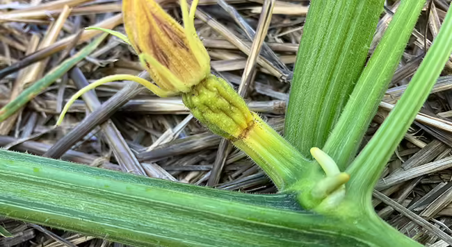 tiny yellowing shriveled up pumpkin fruit  with brown flower still attached on pumpkin vine 