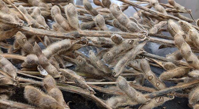 dead soybean plants